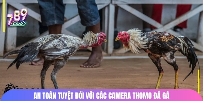 An toàn tuyệt đối với các camera Thomo đá gà