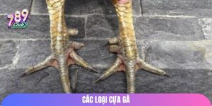 cac-loai-cua-ga