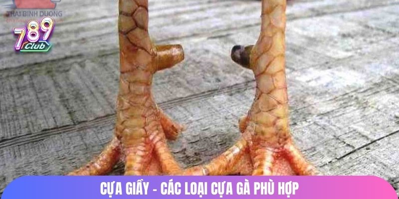 Cựa giầy - các loại cựa gà phù hợp