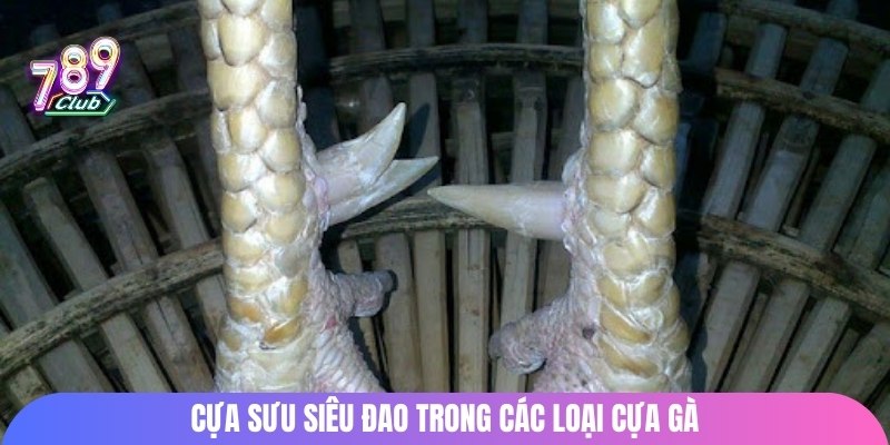 Cựa sưu siêu đao trong các loại cựa gà