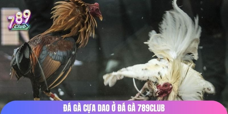 Đá gà cựa dao ở đá gà 789Club