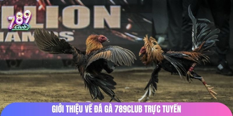 Giới thiệu về đá gà 789Club trực tuyến