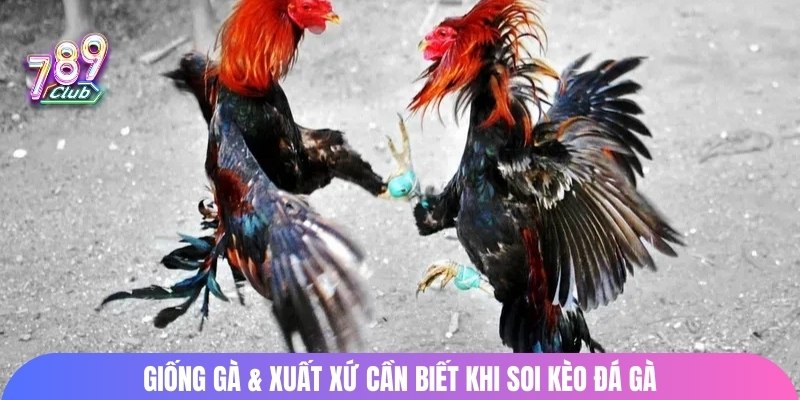Giống gà & xuất xứ cần biết khi soi kèo đá gà