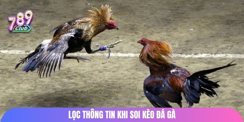 Lọc thông tin khi soi kèo đá gà