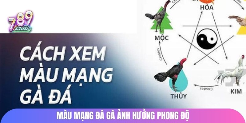 Màu mạng đá gà ảnh hưởng phong độ