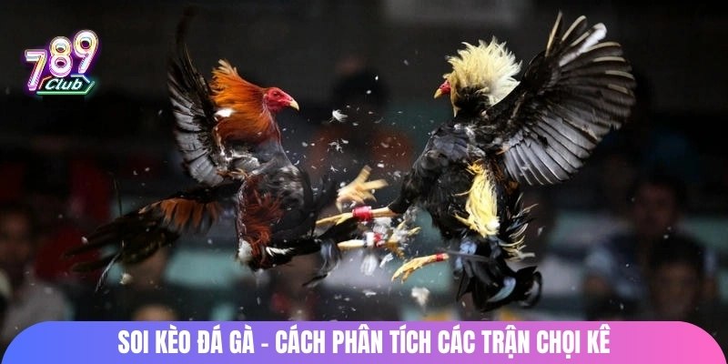 Soi kèo đá gà - Cách phân tích các trận chọi kê